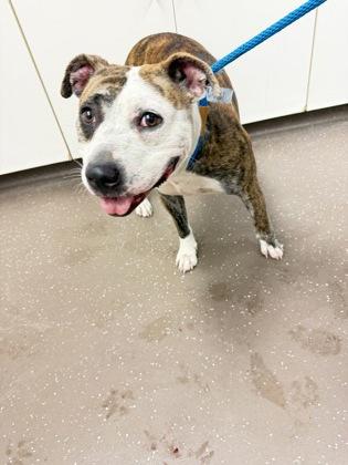 Enlarge Minnie Mouse, a Adoptable mixed breed in South Bend, IN image 1/1