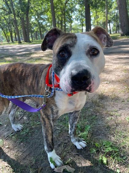 Enlarge Minnie Mouse, a Adoptable mixed breed in South Bend, IN image 1/3