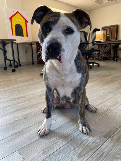 Enlarge Minnie Mouse, a Adoptable mixed breed in South Bend, IN image 2/3