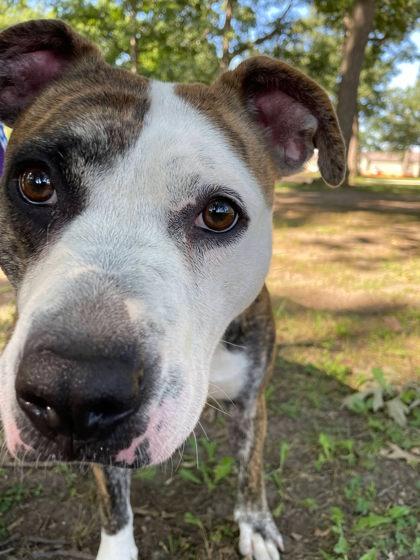 Enlarge Minnie Mouse, a Adoptable mixed breed in South Bend, IN image 3/3