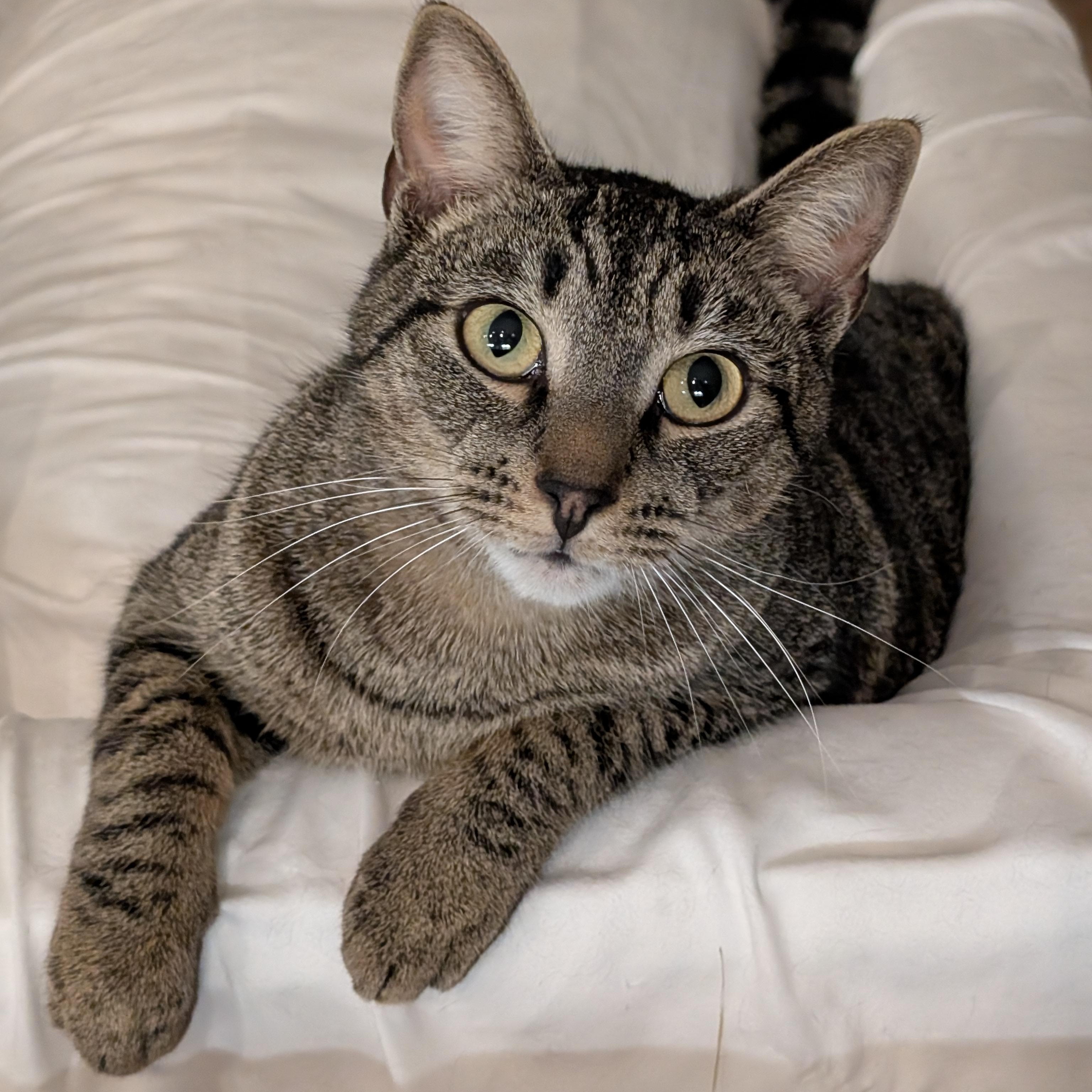 Enlarge Theo -  the Gentle Adventurer, a Adoptable Tabby in Wilmington, NC image 1/6