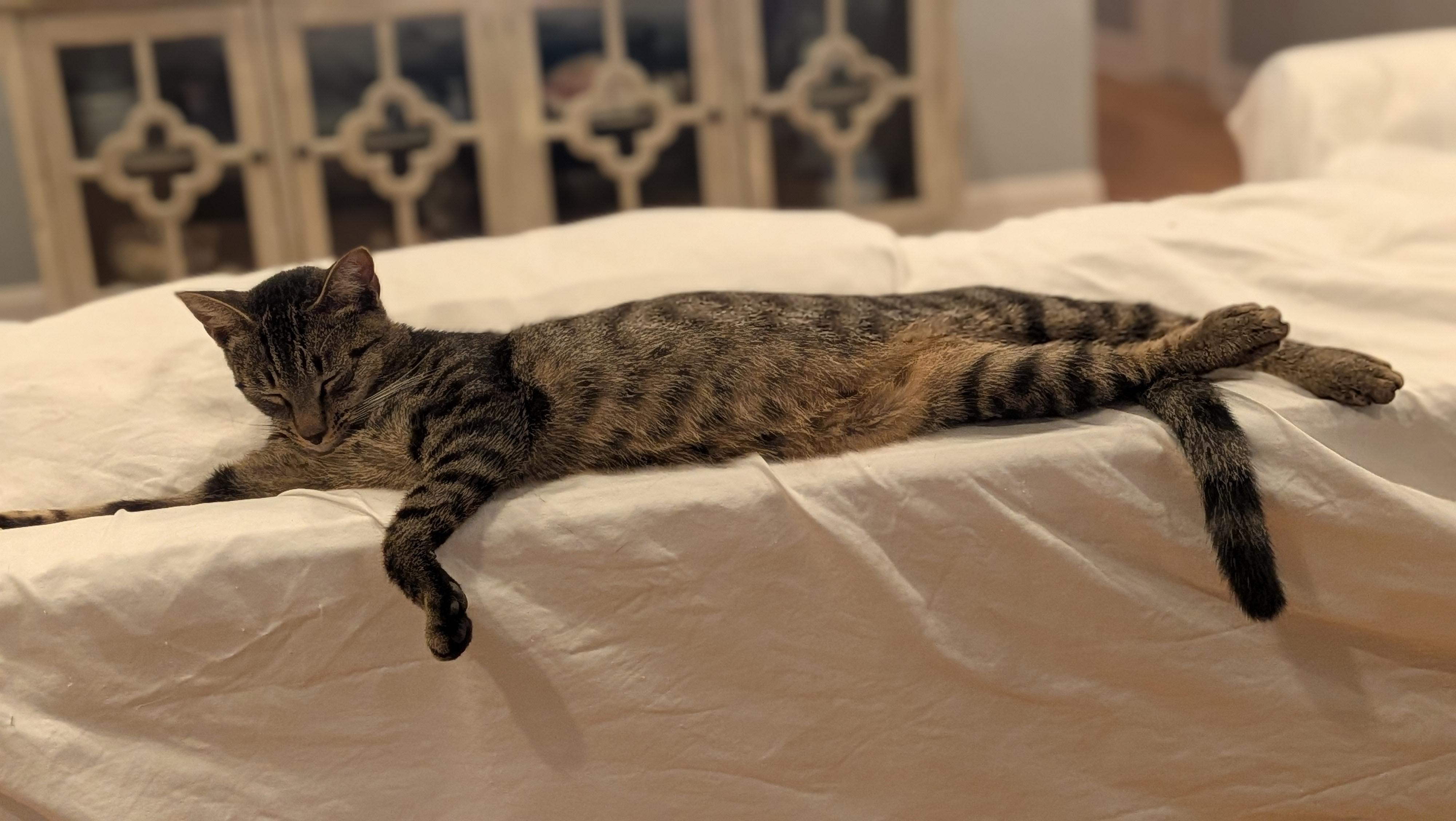 Theo - the Gentle Adventurer, a Adoptable Tabby in Wilmington, NC image 3/6