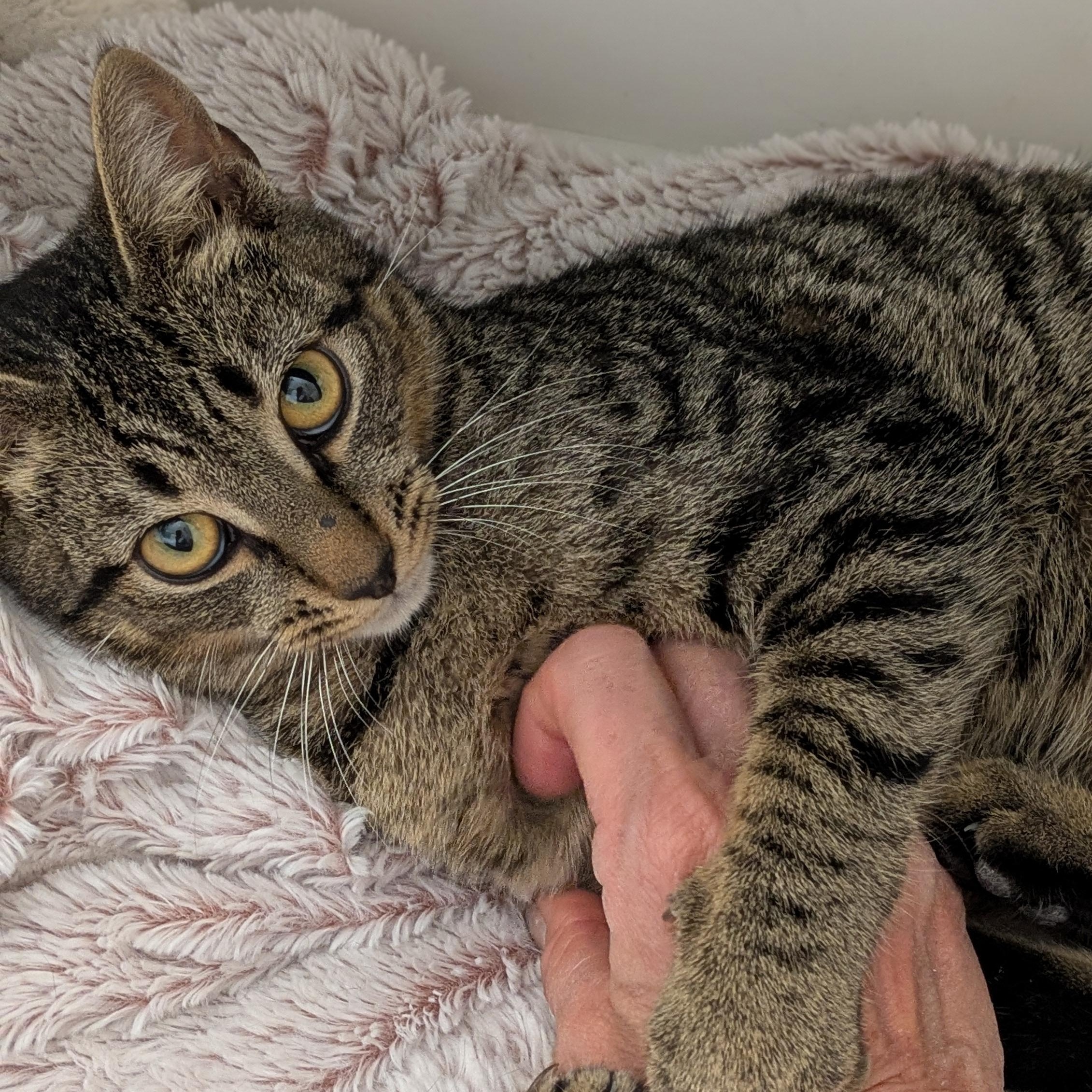 Theo - the Gentle Adventurer, a Adoptable Tabby in Wilmington, NC image 2/6