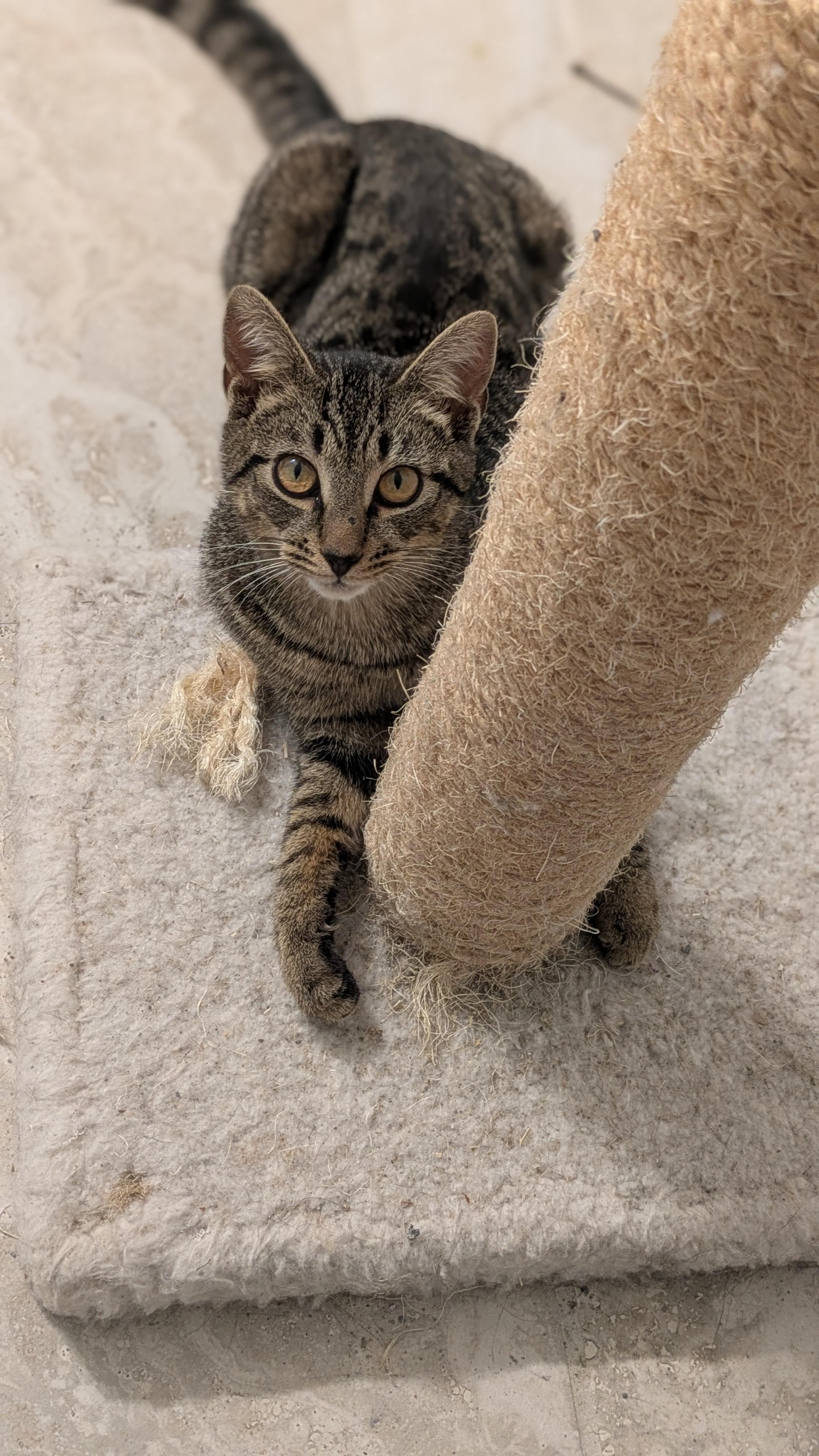 Theo - the Gentle Adventurer, a Adoptable Tabby in Wilmington, NC image 4/6