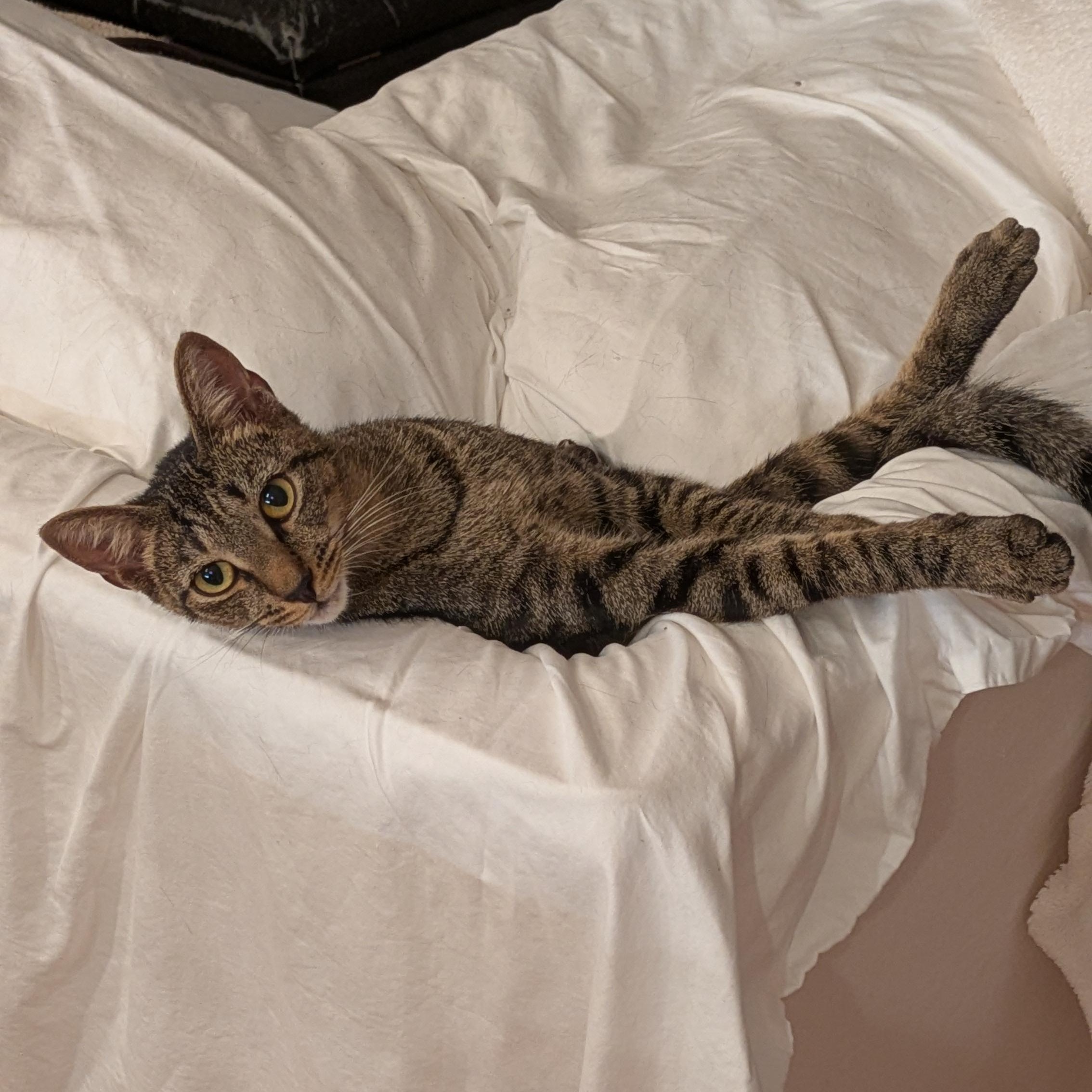 Theo - the Gentle Adventurer, a Adoptable Tabby in Wilmington, NC image 5/6