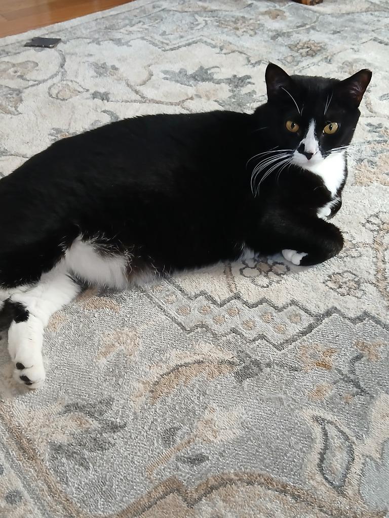Enlarge Dotti, a Adoptable mixed breed in New Kensington, PA image 1/1
