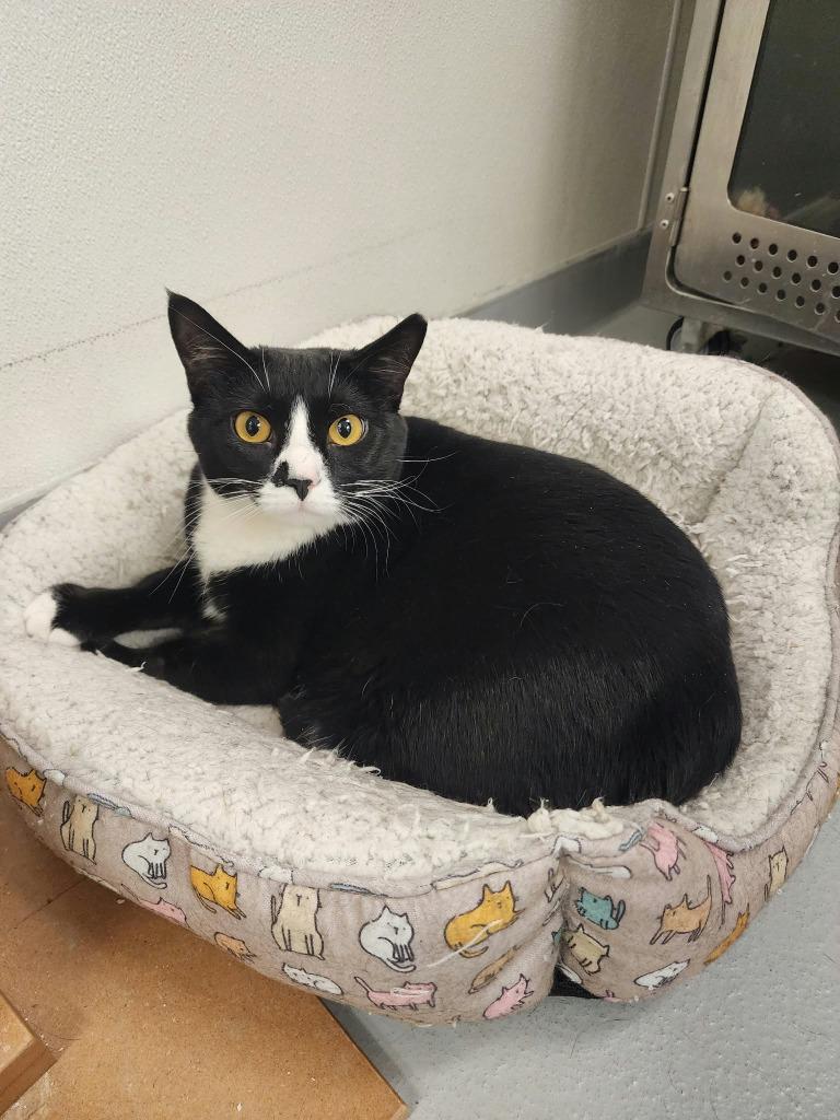 Enlarge Dotti, a Adoptable mixed breed in New Kensington, PA image 2/4