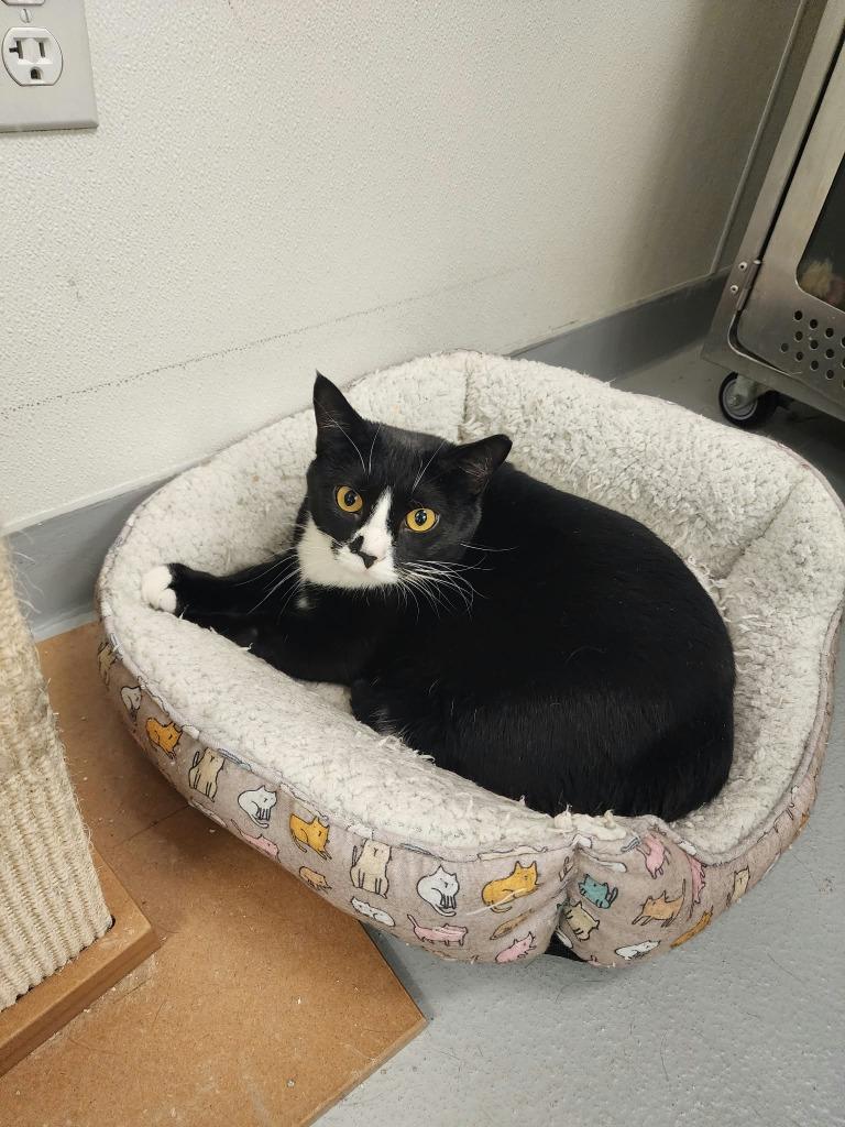 Enlarge Dotti, a Adoptable mixed breed in New Kensington, PA image 3/4