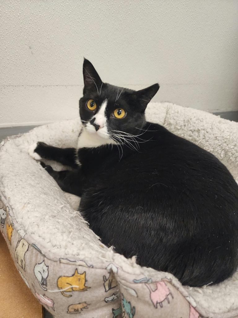Enlarge Dotti, a Adoptable mixed breed in New Kensington, PA image 4/4