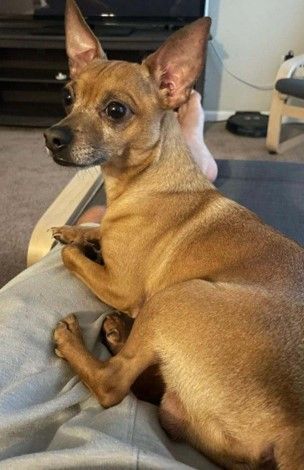 Johnny Cocoa Cash, a Adoptable mixed breed in Houston, TX image 1/2