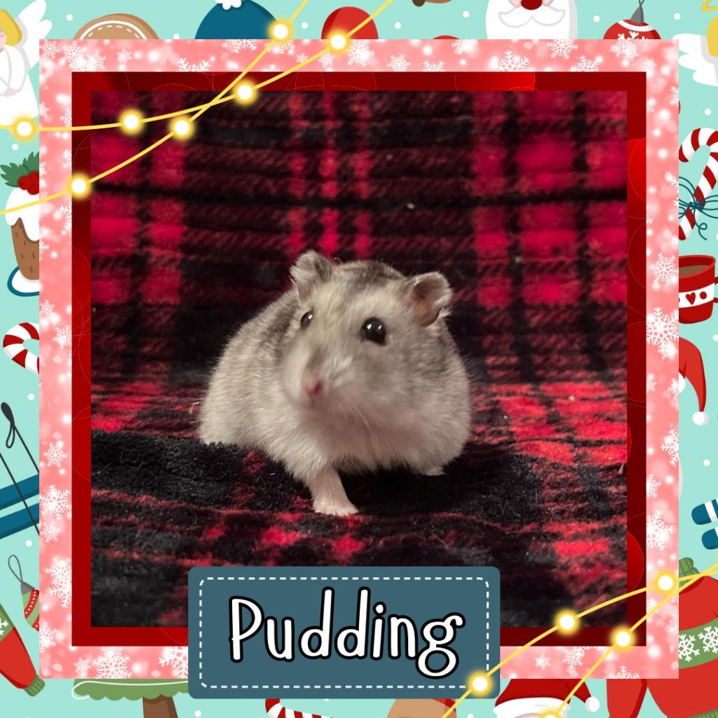 Enlarge Pudding, a Adoptable Hamster in Elizabethtown, KY image 1/2