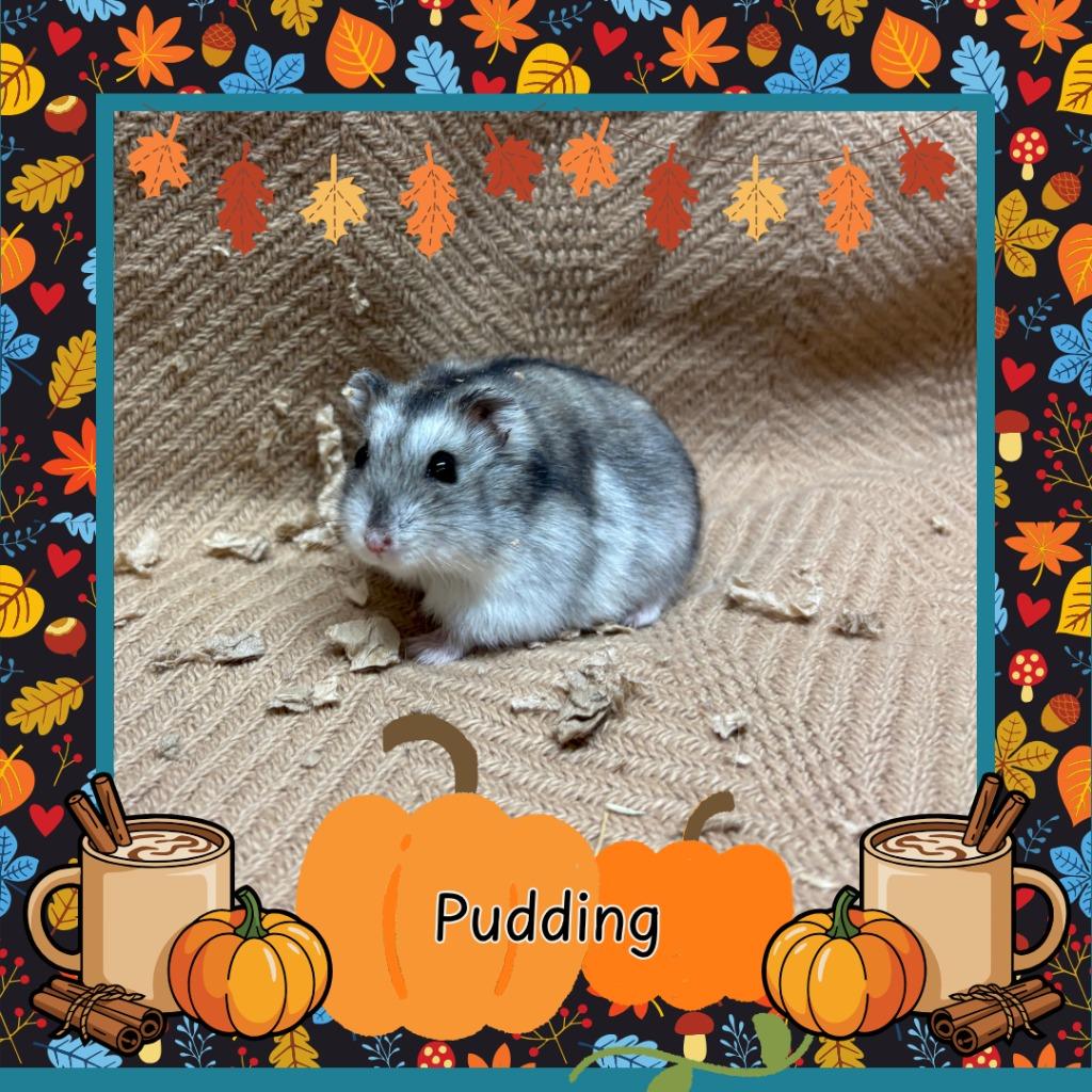 Enlarge Pudding, a Adoptable Hamster in Elizabethtown, KY image 2/2