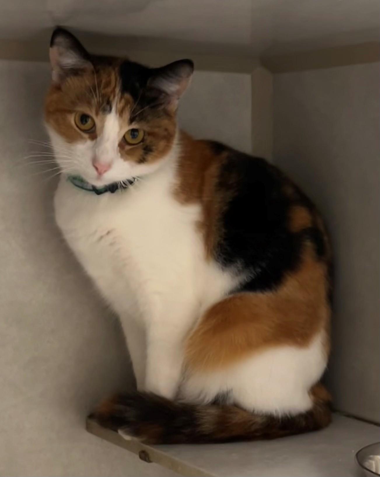 Cricket, Adoptable, Young Female Calico.
