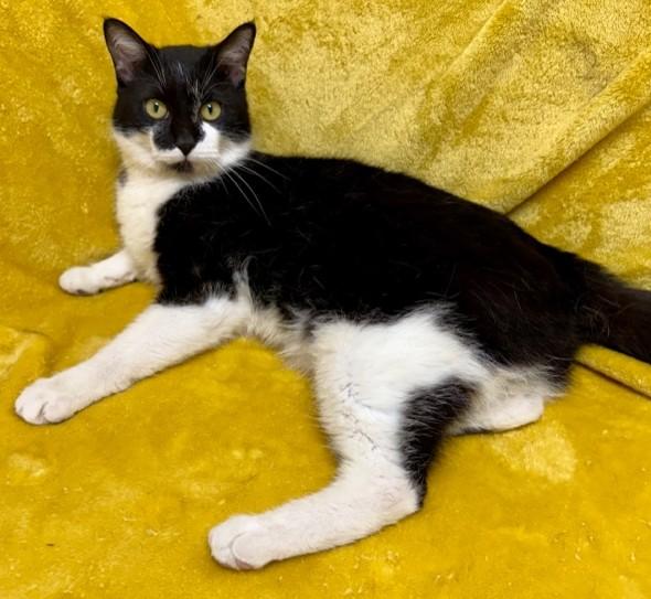 Mr. Whiskers, Adult Male Domestic Short Hair
