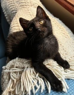 Hattie, adopted, Kitten Female Domestic Short Hair.