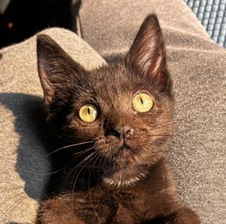 Enlarge Hattie, an adopted mixed breed in Pasco, WA image 3/4