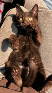 Enlarge Hattie, an adopted mixed breed in Pasco, WA image 4/4