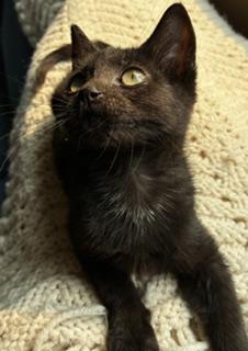 Enlarge Hattie, an adopted mixed breed in Pasco, WA image 2/4