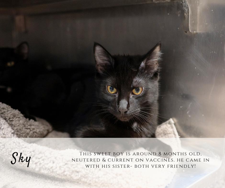 Enlarge Sky, an adopted Domestic Short Hair in Junction City, KS image 1/1