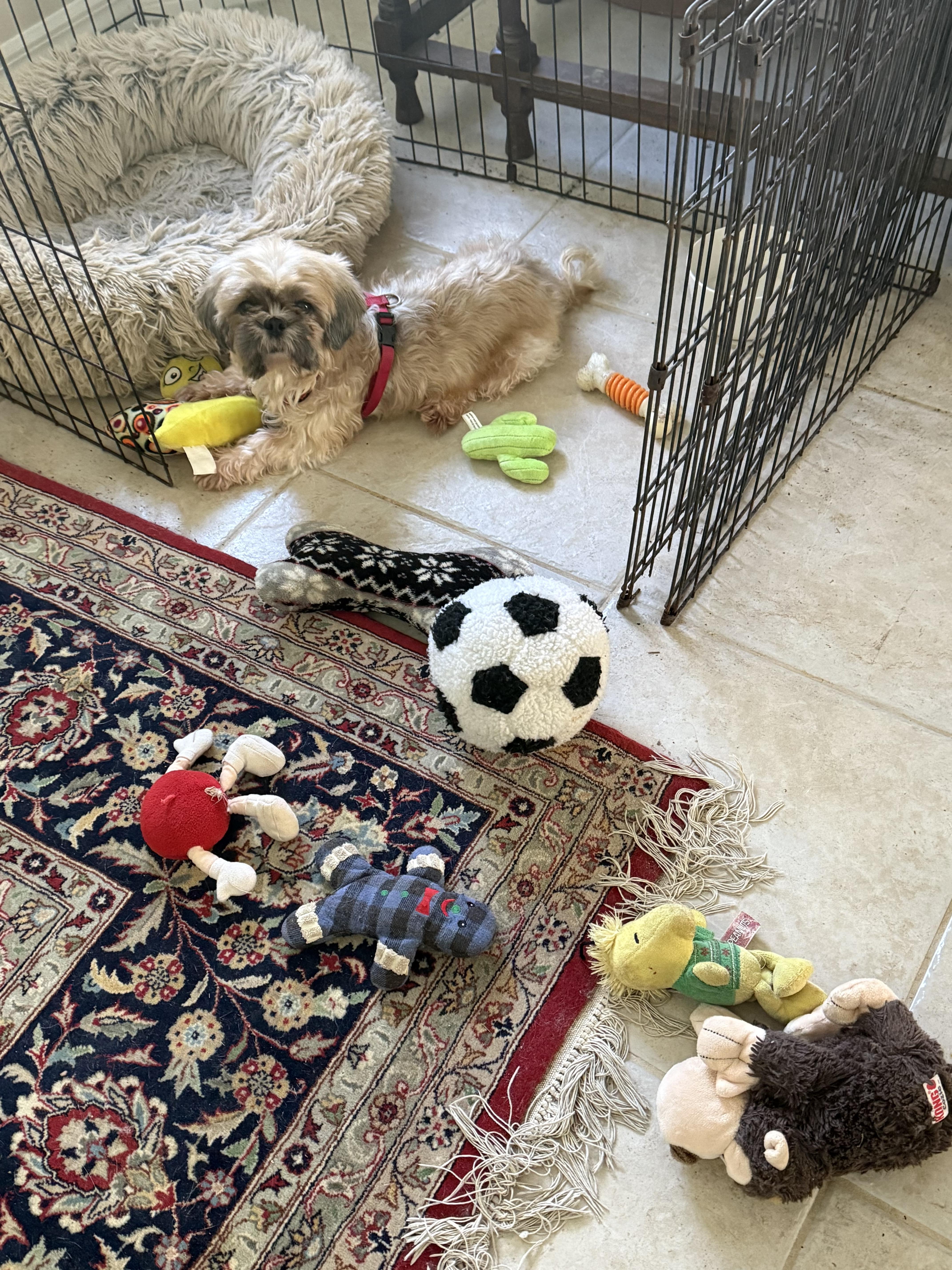 Landy, Adoptable, Young Female Shih Tzu.