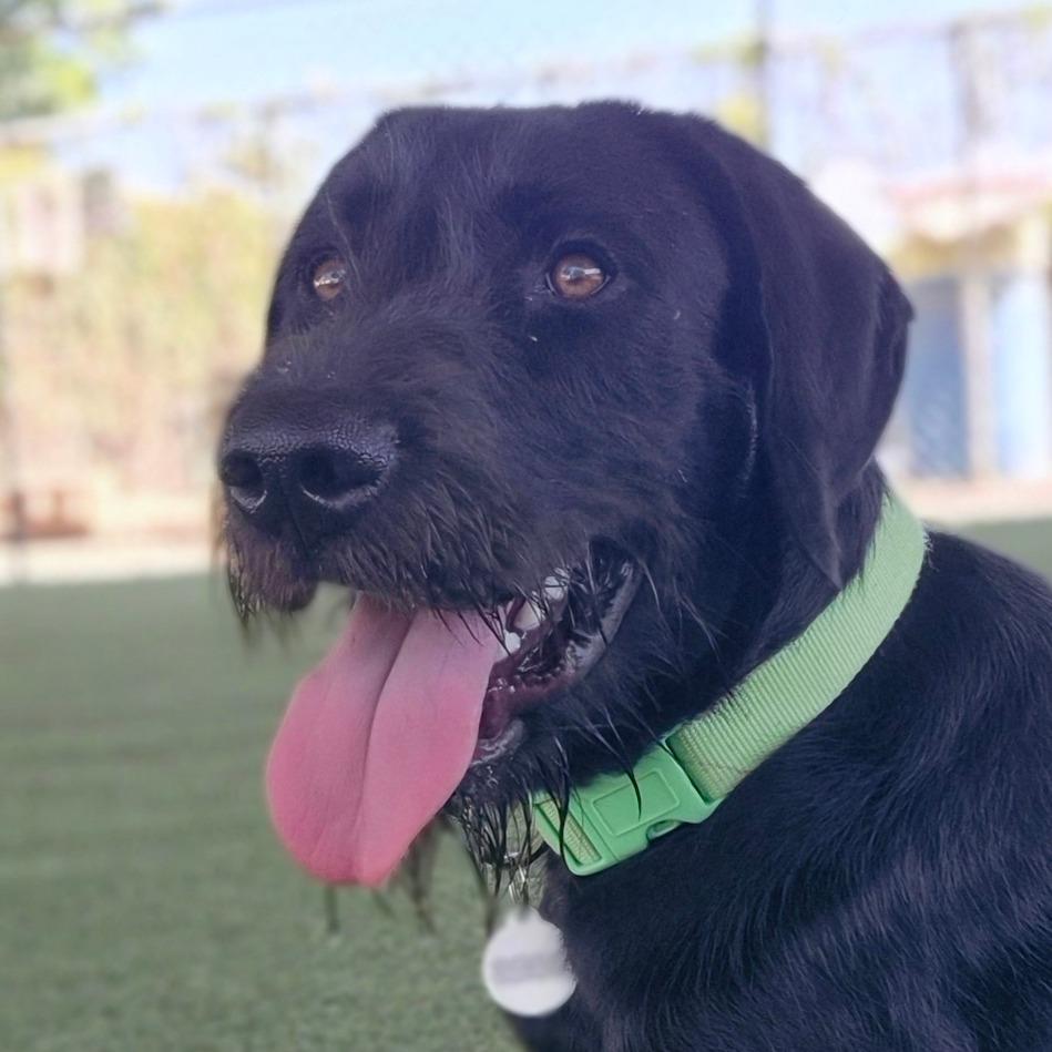 Sampson, Adoptable, Young Male Irish Terrier & Mixed Breed.