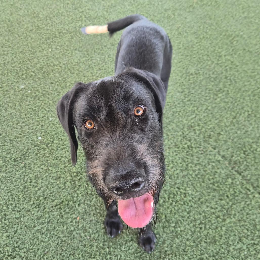 Enlarge Sampson, a Adoptable mixed breed in Riverside, CA image 2/6