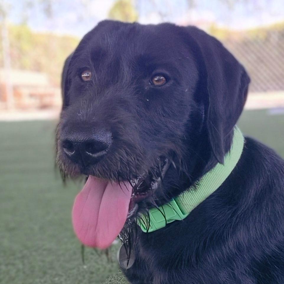Enlarge Sampson, a Adoptable mixed breed in Riverside, CA image 3/6