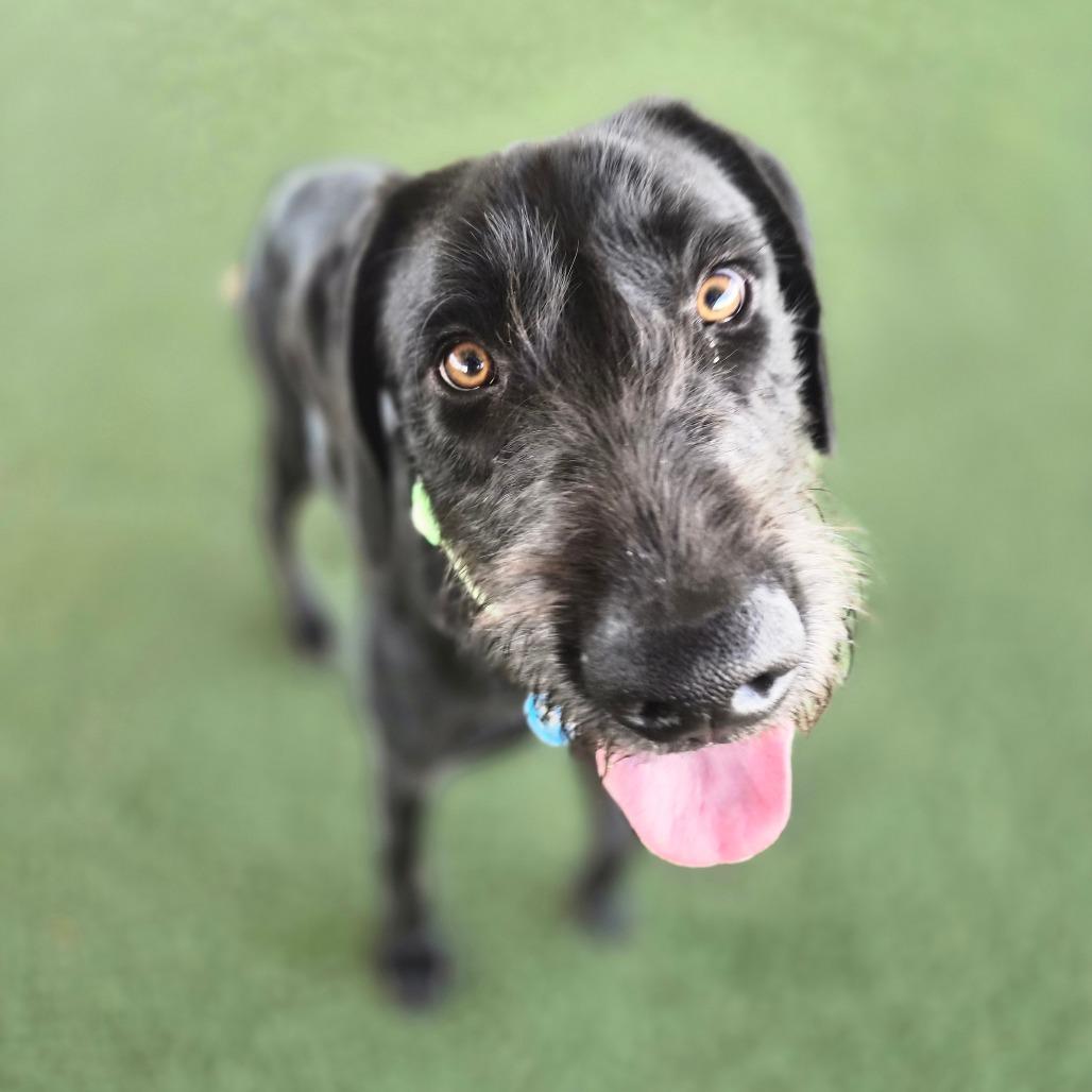 Enlarge Sampson, a Adoptable mixed breed in Riverside, CA image 4/6