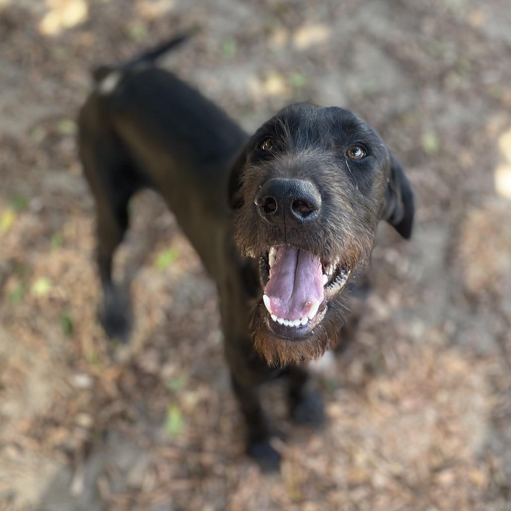 Enlarge Sampson, a Adoptable mixed breed in Riverside, CA image 5/6