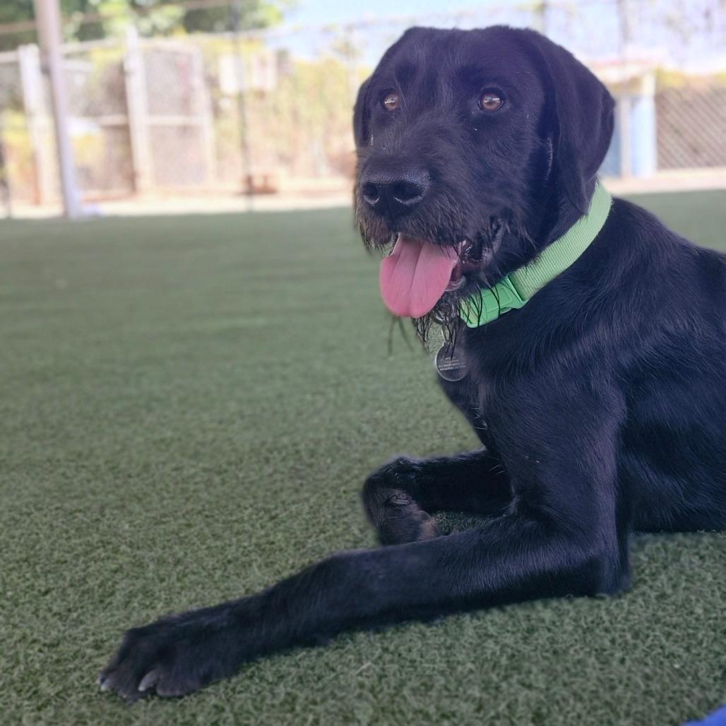 Enlarge Sampson, a Adoptable mixed breed in Riverside, CA image 6/6
