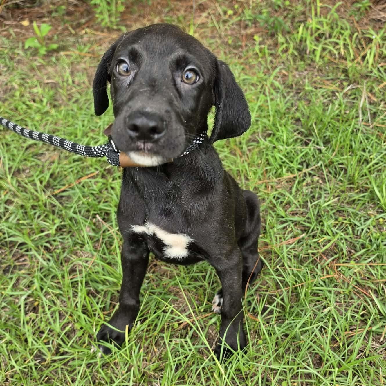 Cash, Adoptable, Puppy Male Labrador Retriever & Treeing Walker Coonhound.