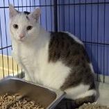 Clover, Adoptable, Adult Male Domestic Short Hair.