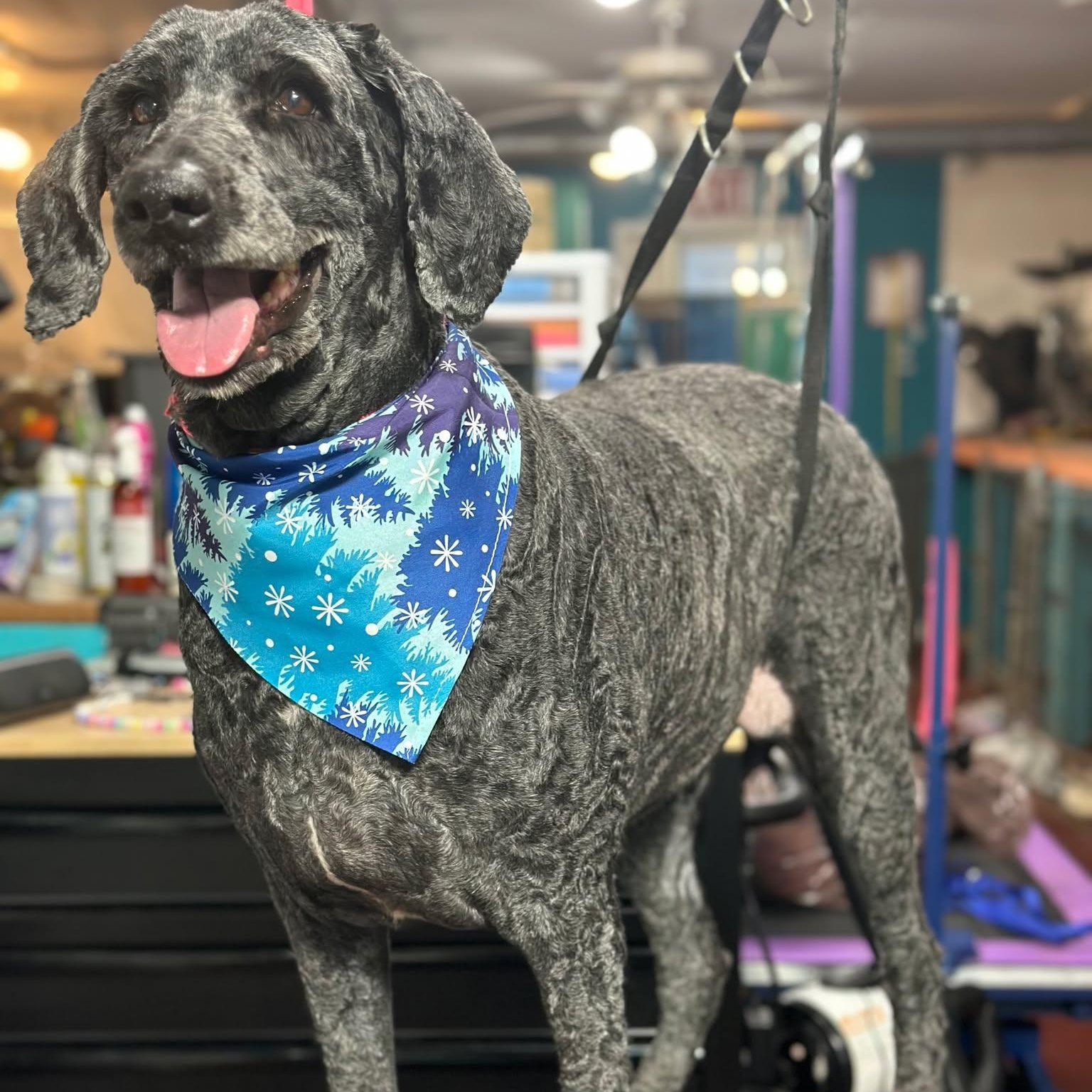 Enlarge Zoey, an adopted mixed breed in Sparta, WI image 1/3
