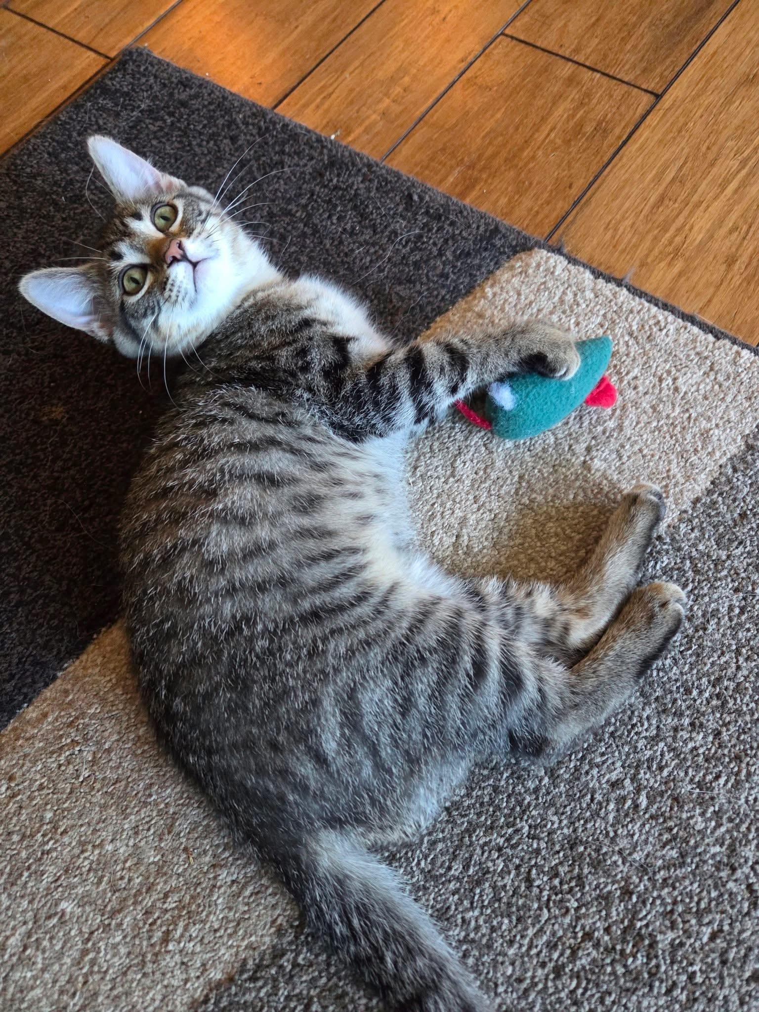Envy, a ADOPTABLE Domestic Short Hair in Manhattan, KS image 2/6
