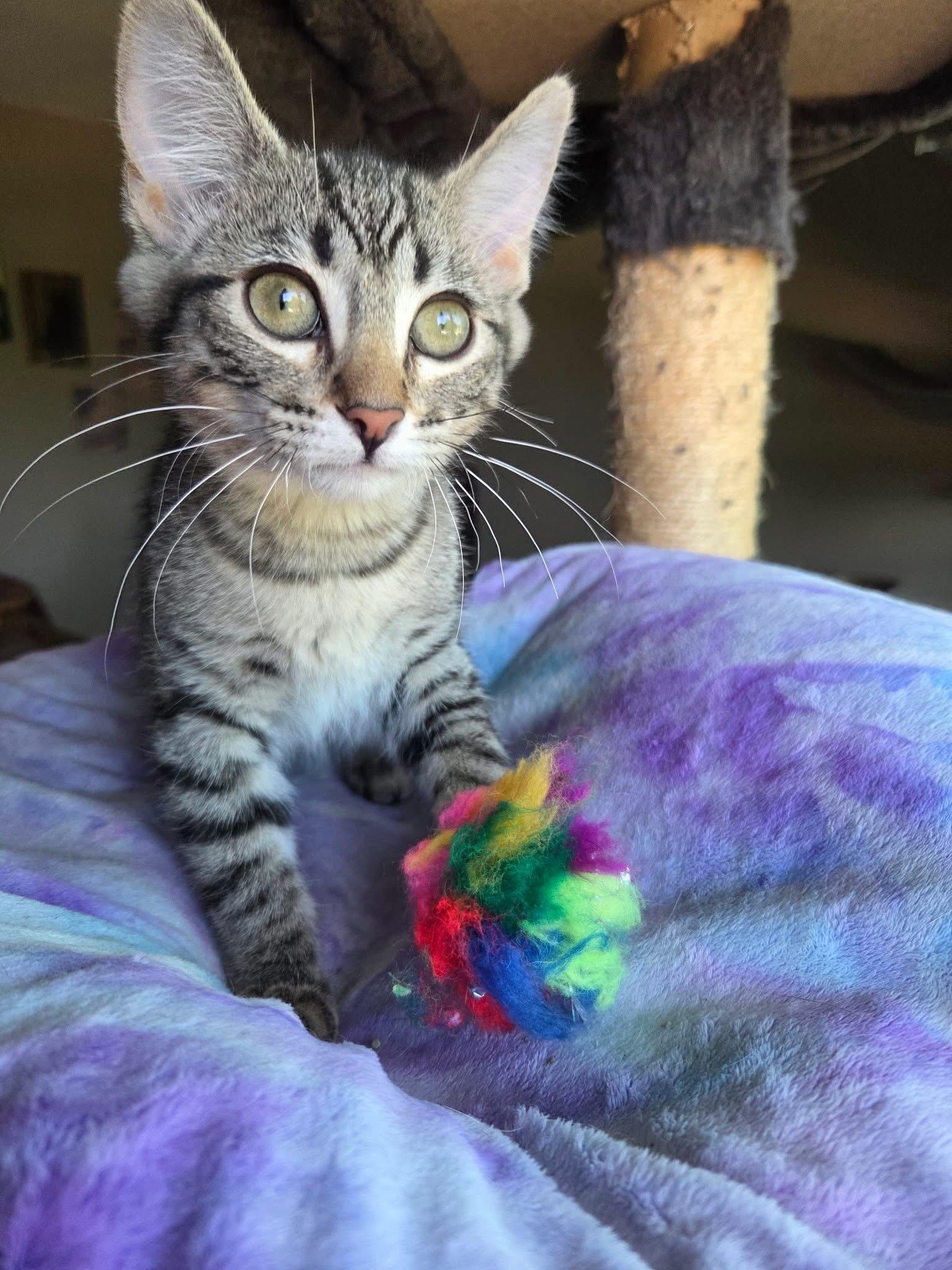 Envy, ADOPTABLE, Kitten Female Domestic Short Hair.