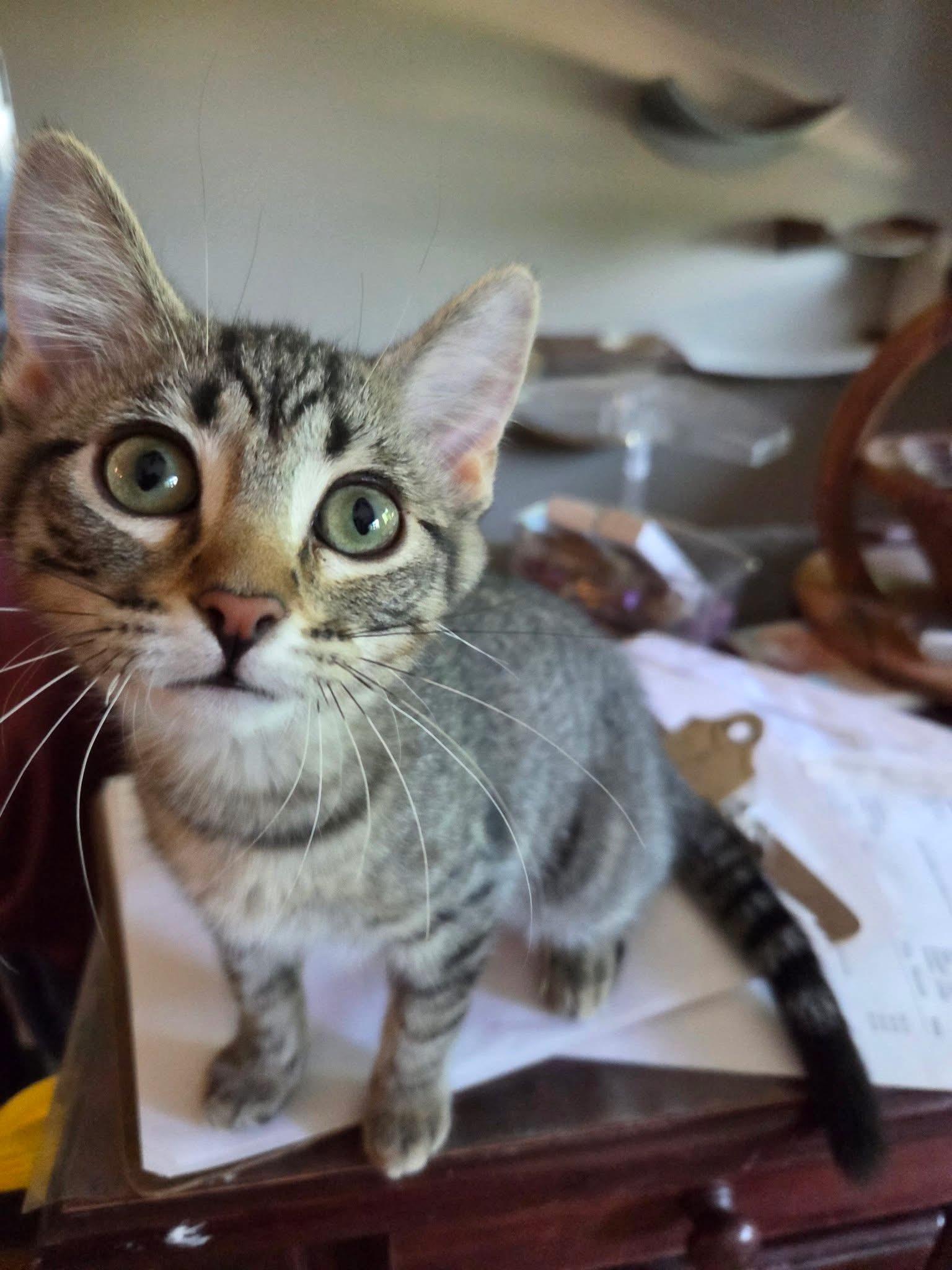 Envy, a ADOPTABLE Domestic Short Hair in Manhattan, KS image 3/6