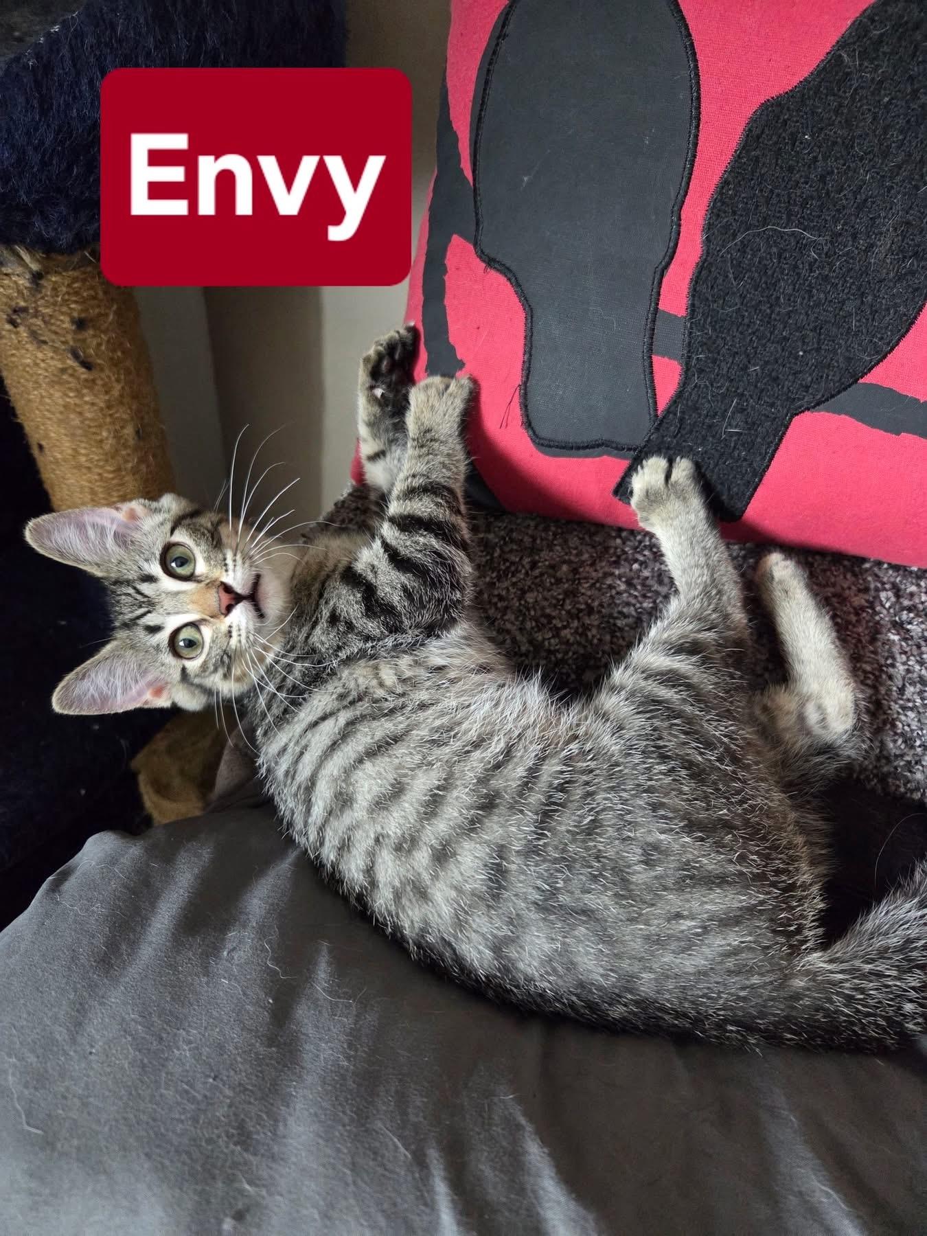 Envy, a ADOPTABLE Domestic Short Hair in Manhattan, KS image 5/6