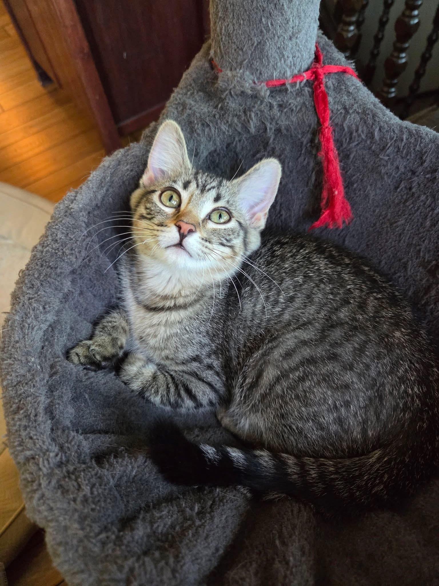 Envy, a ADOPTABLE Domestic Short Hair in Manhattan, KS image 4/6