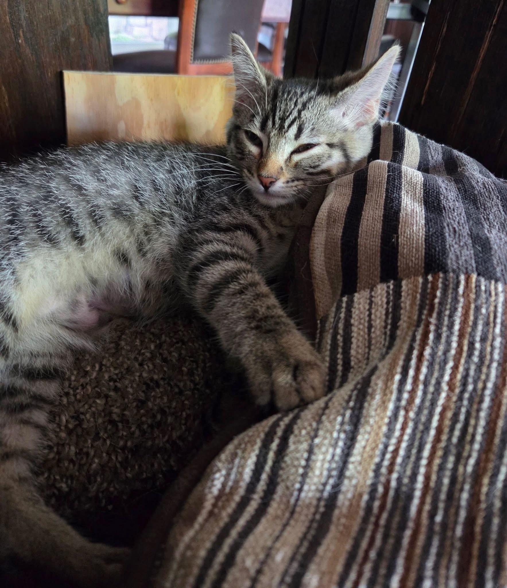 Envy, a ADOPTABLE Domestic Short Hair in Manhattan, KS image 6/6
