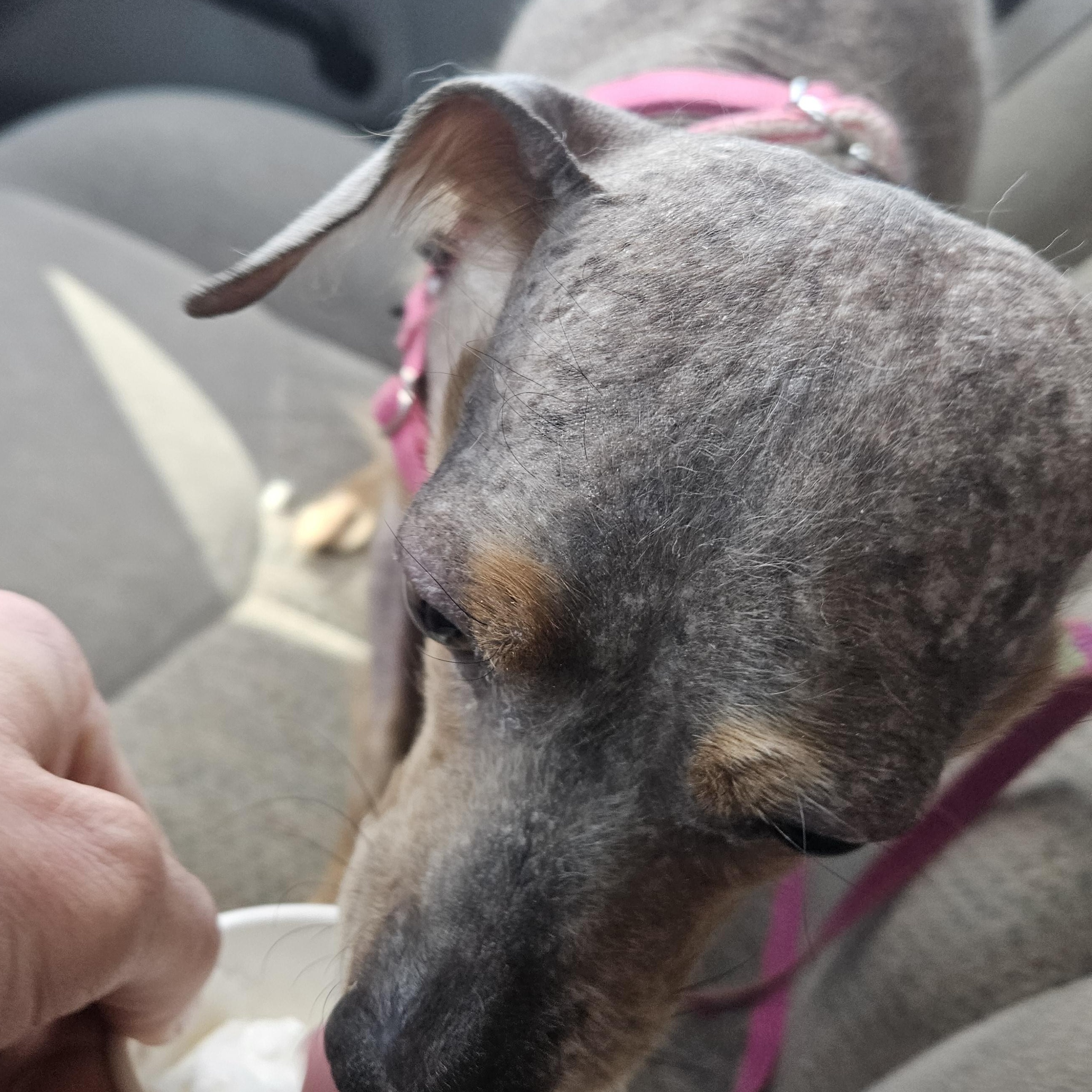 Enlarge Sienna, a Adoptable mixed breed in Fallon, NV image 1/3