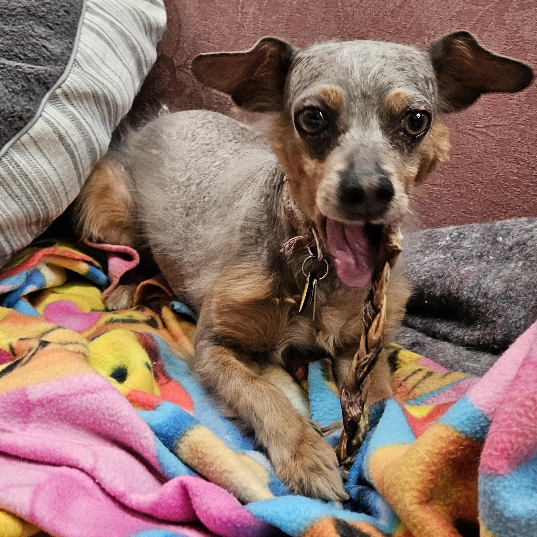 Enlarge Sienna, a Adoptable mixed breed in Fallon, NV image 2/3