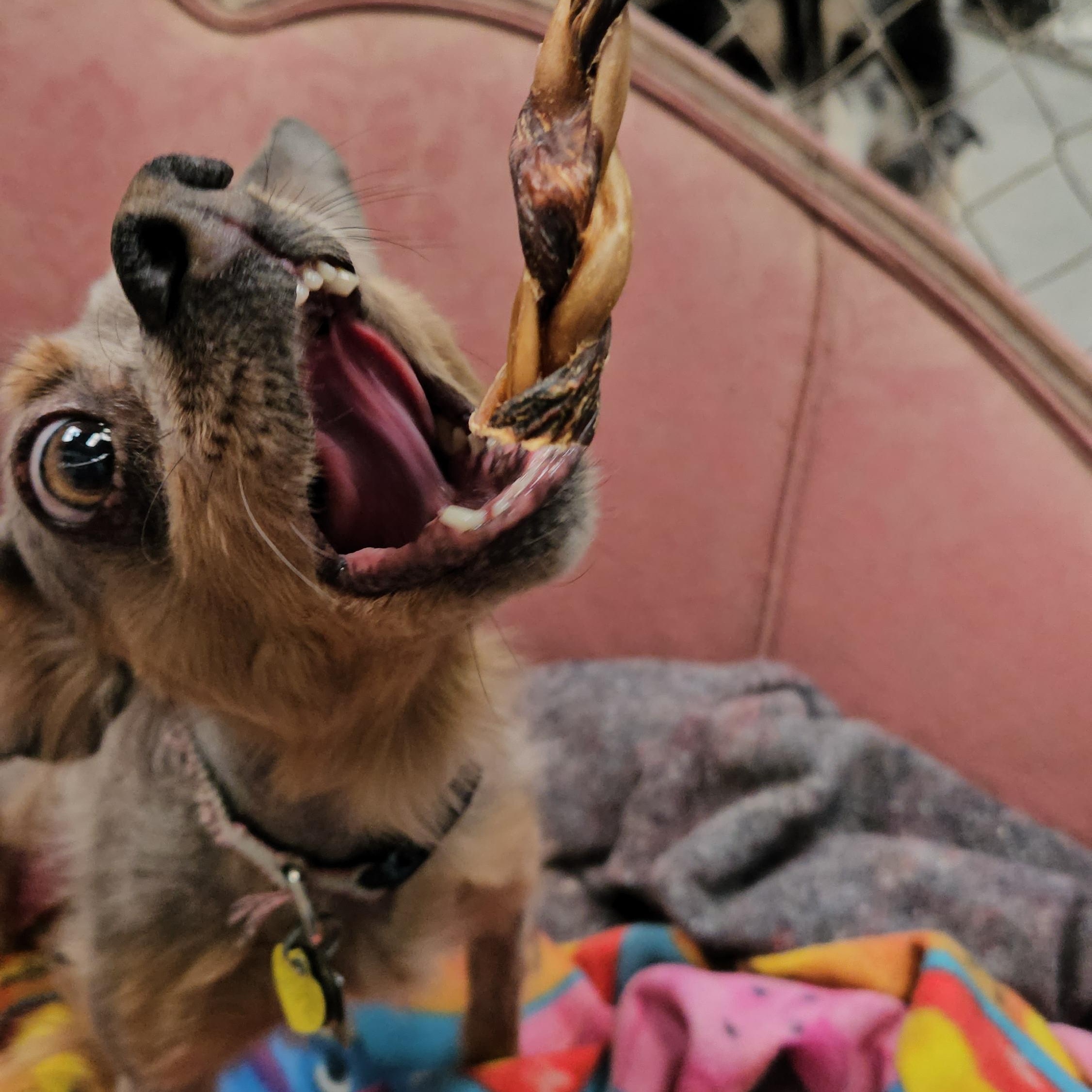 Enlarge Sienna, a Adoptable mixed breed in Fallon, NV image 3/3