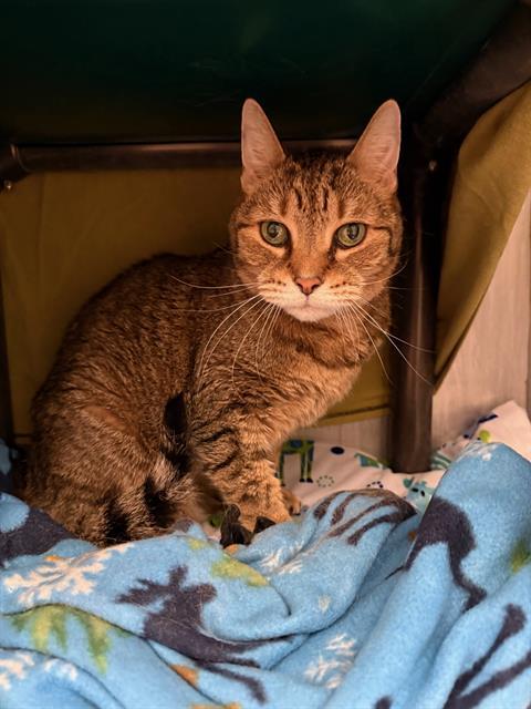 CAL, Adoptable, Senior Male Domestic Short Hair.