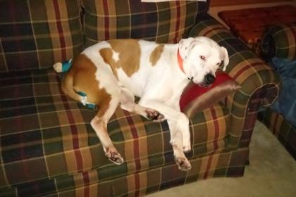 Carl, Adoptable, Adult Male Boxer & Mixed Breed.