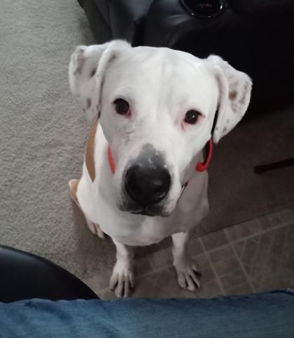 Carl, Adoptable, Adult Male Boxer & Mixed Breed.