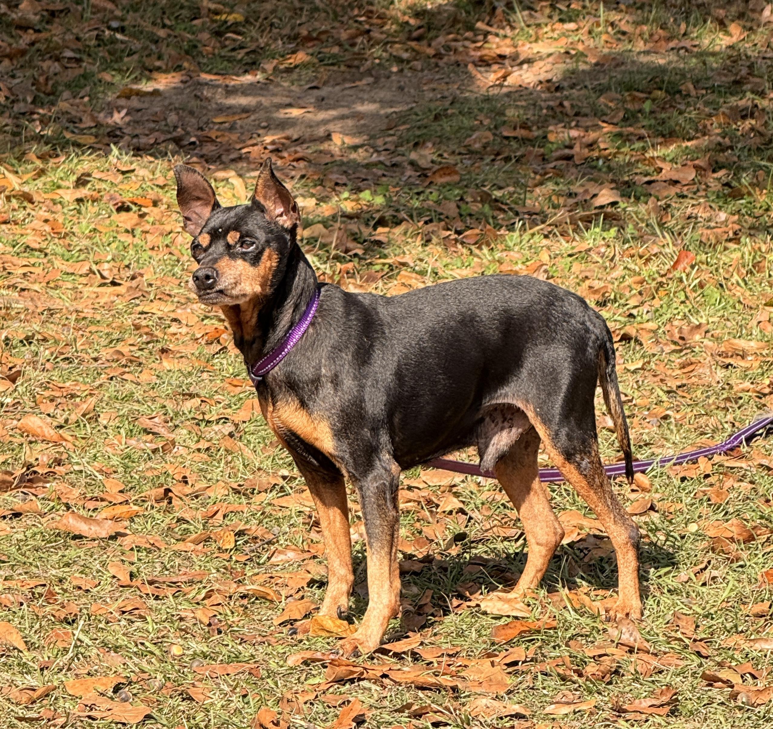 Enlarge Snickers, a Adoptable Miniature Pinscher in Falmouth, MA image 1/3