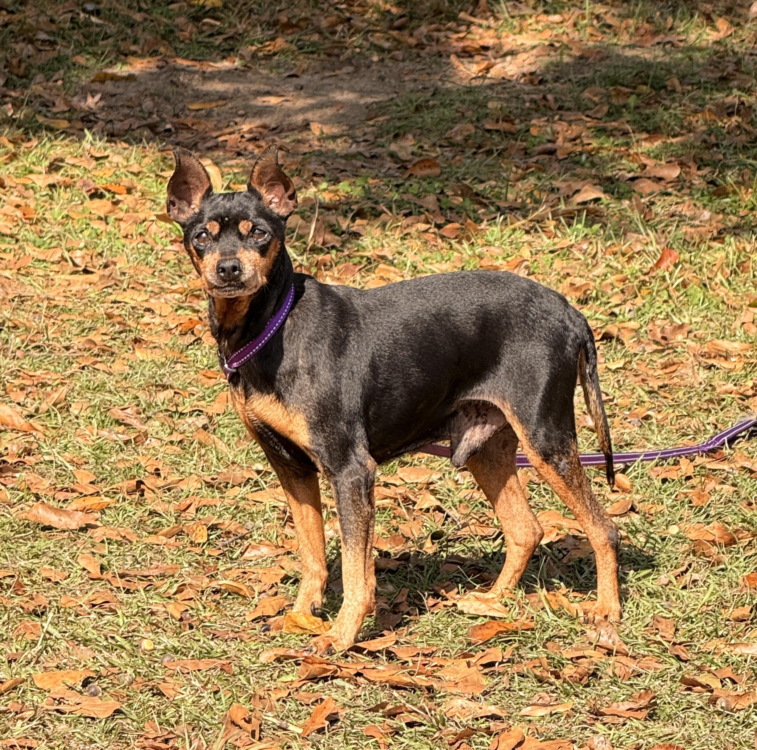 Enlarge Snickers, a Adoptable Miniature Pinscher in Falmouth, MA image 2/3