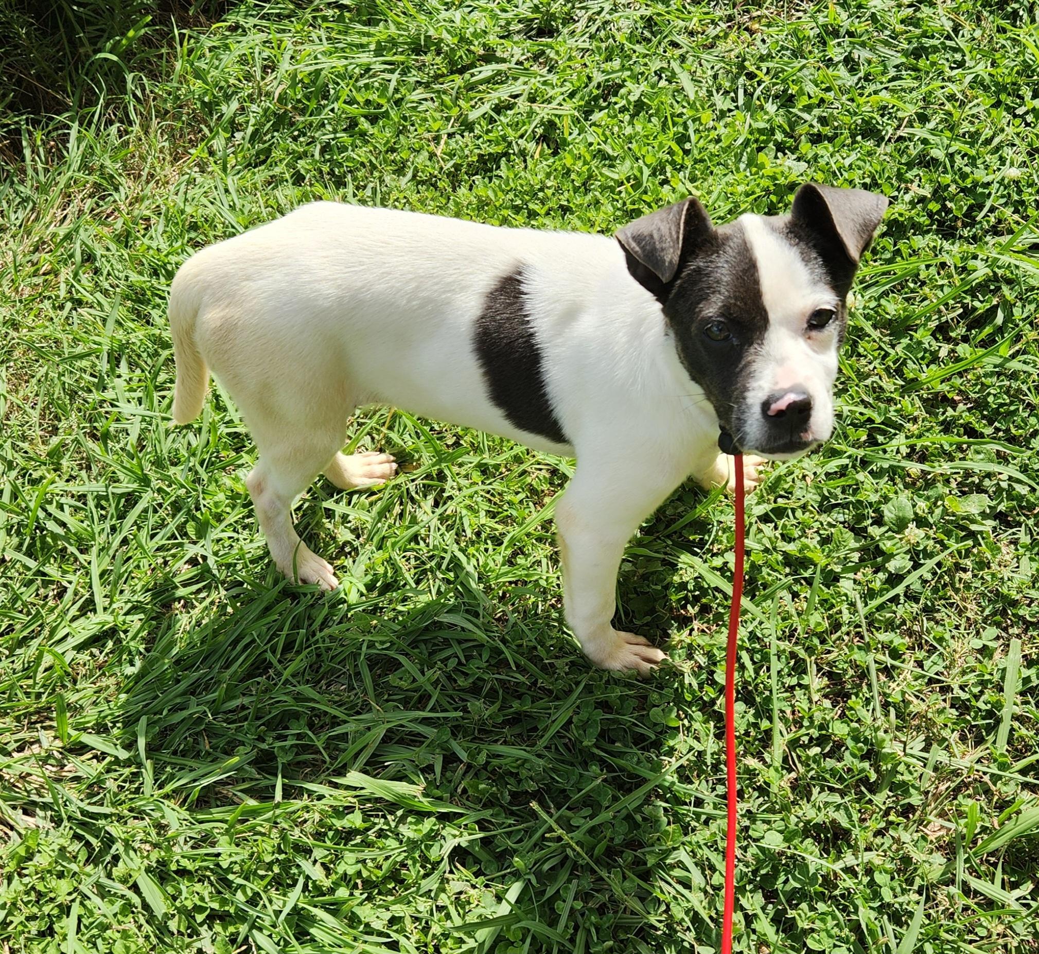 Mellie, a ADOPTABLE mixed breed in Baton Rouge, LA image 2/2