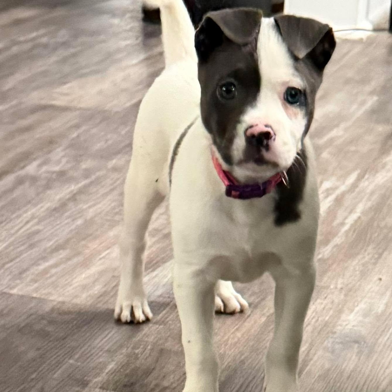 Enlarge Millie , a ADOPTABLE mixed breed in Baton Rouge, LA image 1/1