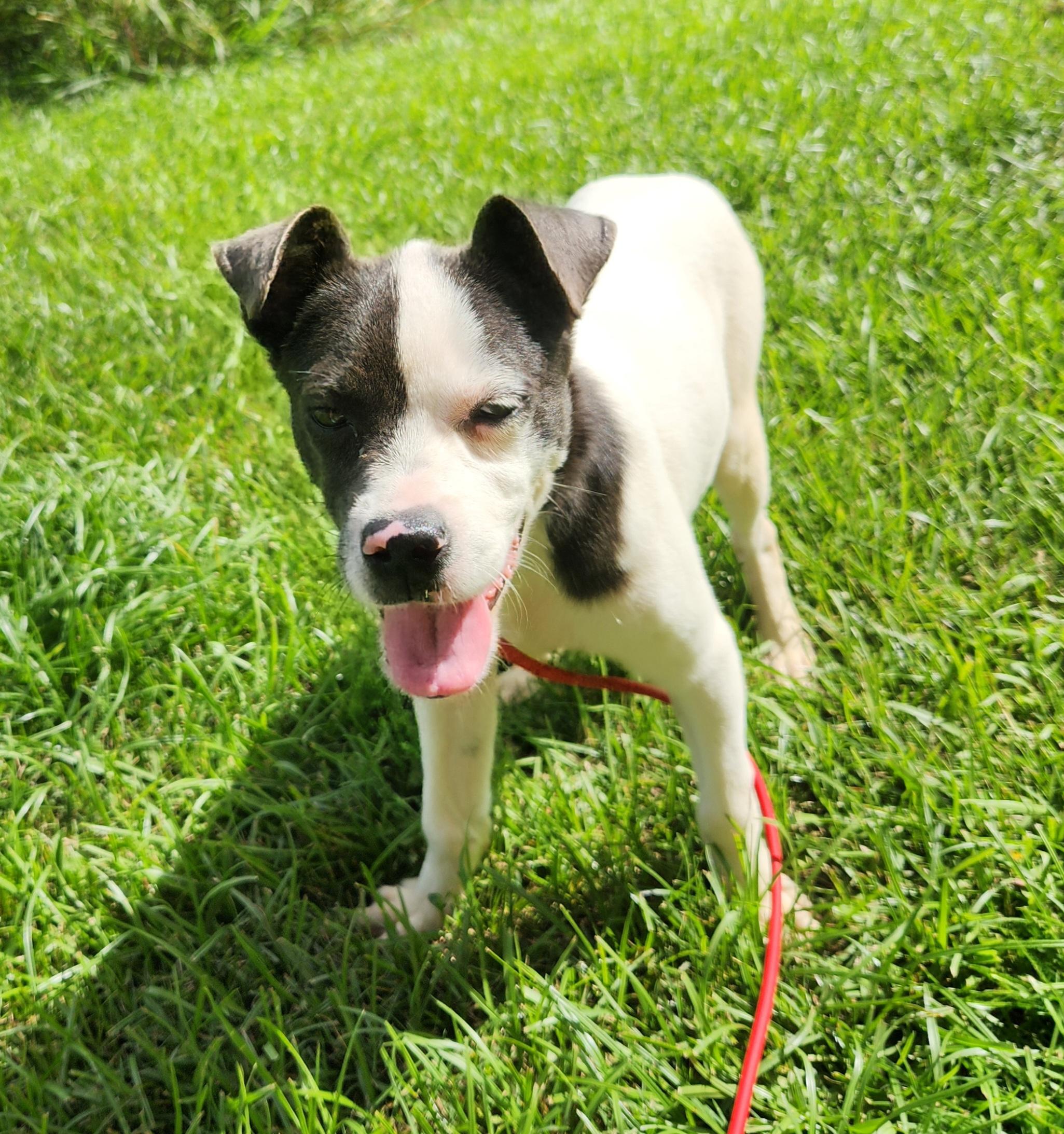 Mellie, ADOPTABLE, Puppy Female Pit Bull Terrier.